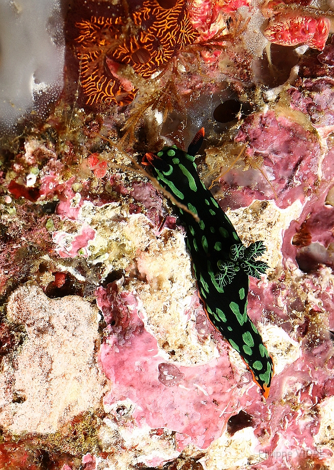 Raja Ampat 2016 - Nembrotha kubaryana - Kubaryanas nembrotha - Nembrotha de Kubary - IMG_5486_rc.jpg